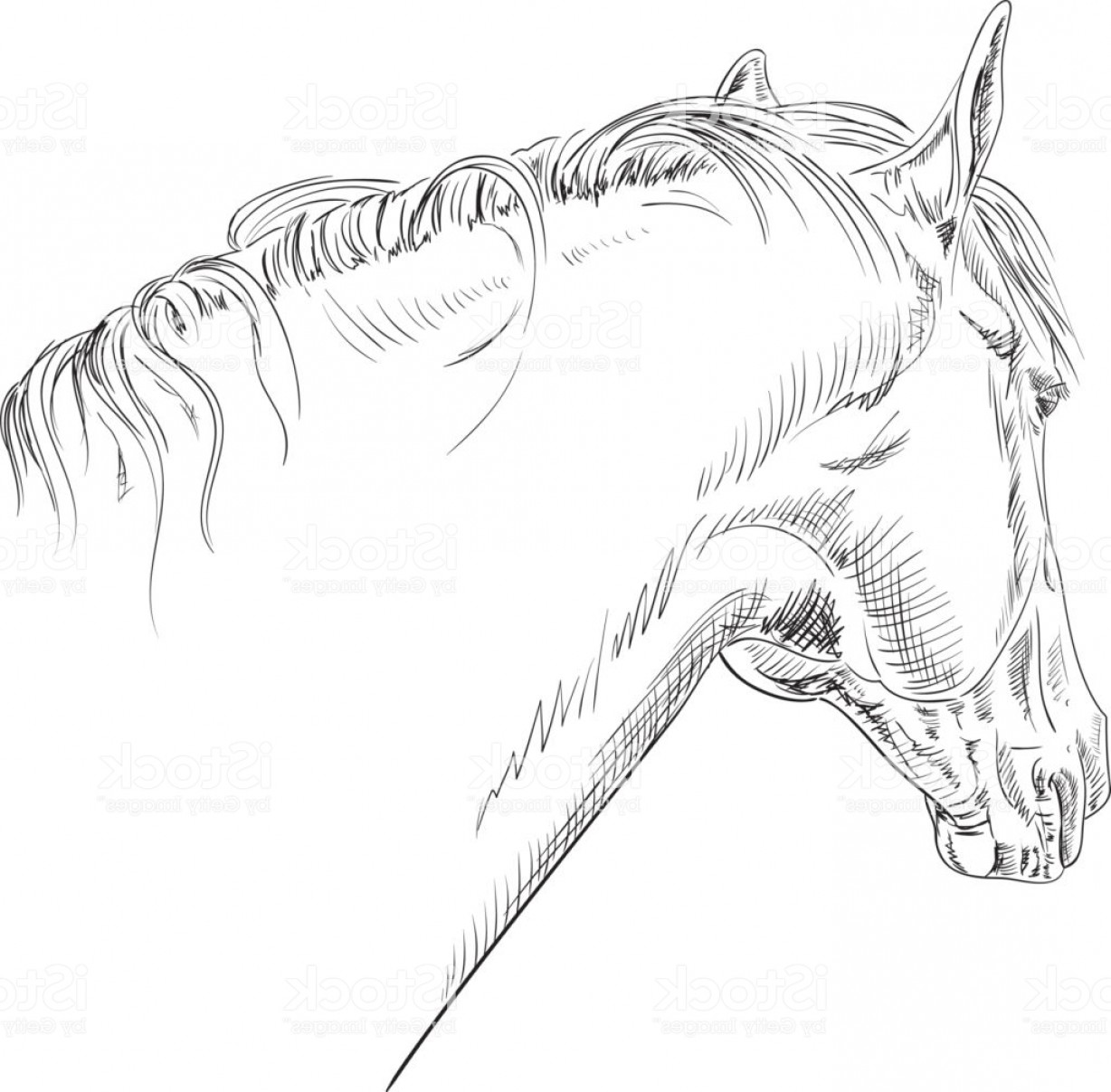 1228x1207 Horse Head Line Art Pen And Ink Drawing Gm Soidergi - Quarter Horse Drawing