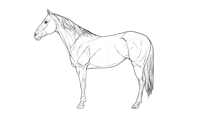 700x391 how to draw horses step - Quarter Horse Drawing