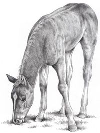 200x265 how to draw a quarter horse foal - Quarter Horse Drawing