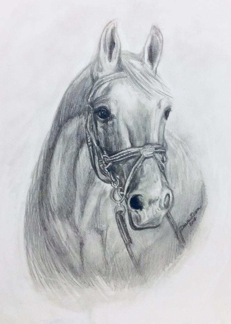 794x1111 original graphite pencil american quarter horse drawing gqha etsy - Quarter Horse Drawing