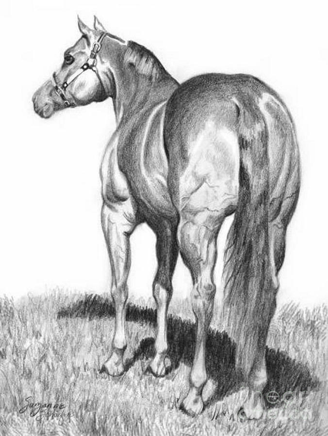 676x900 quarter horse assets drawing - Quarter Horse Drawing