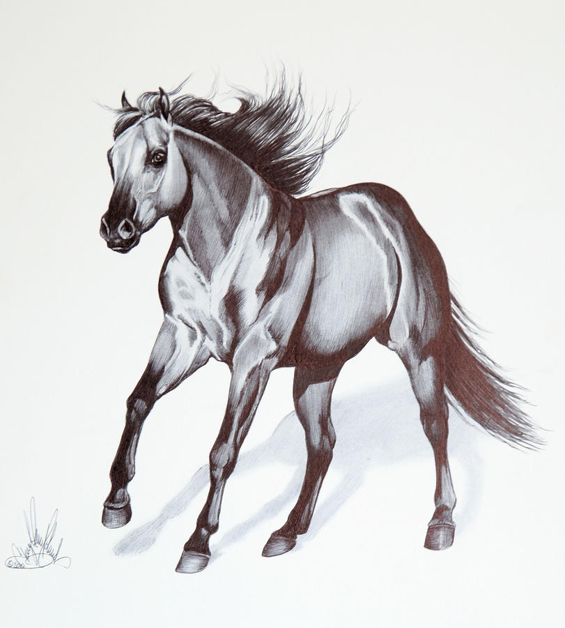 811x900 quarter horse at lope drawing - Quarter Horse Drawing