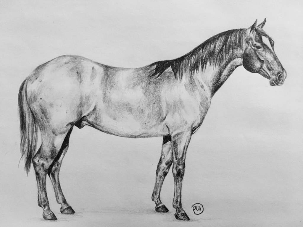 1024x768 quarter horse drawing equestrian amino - Quarter Horse Drawing