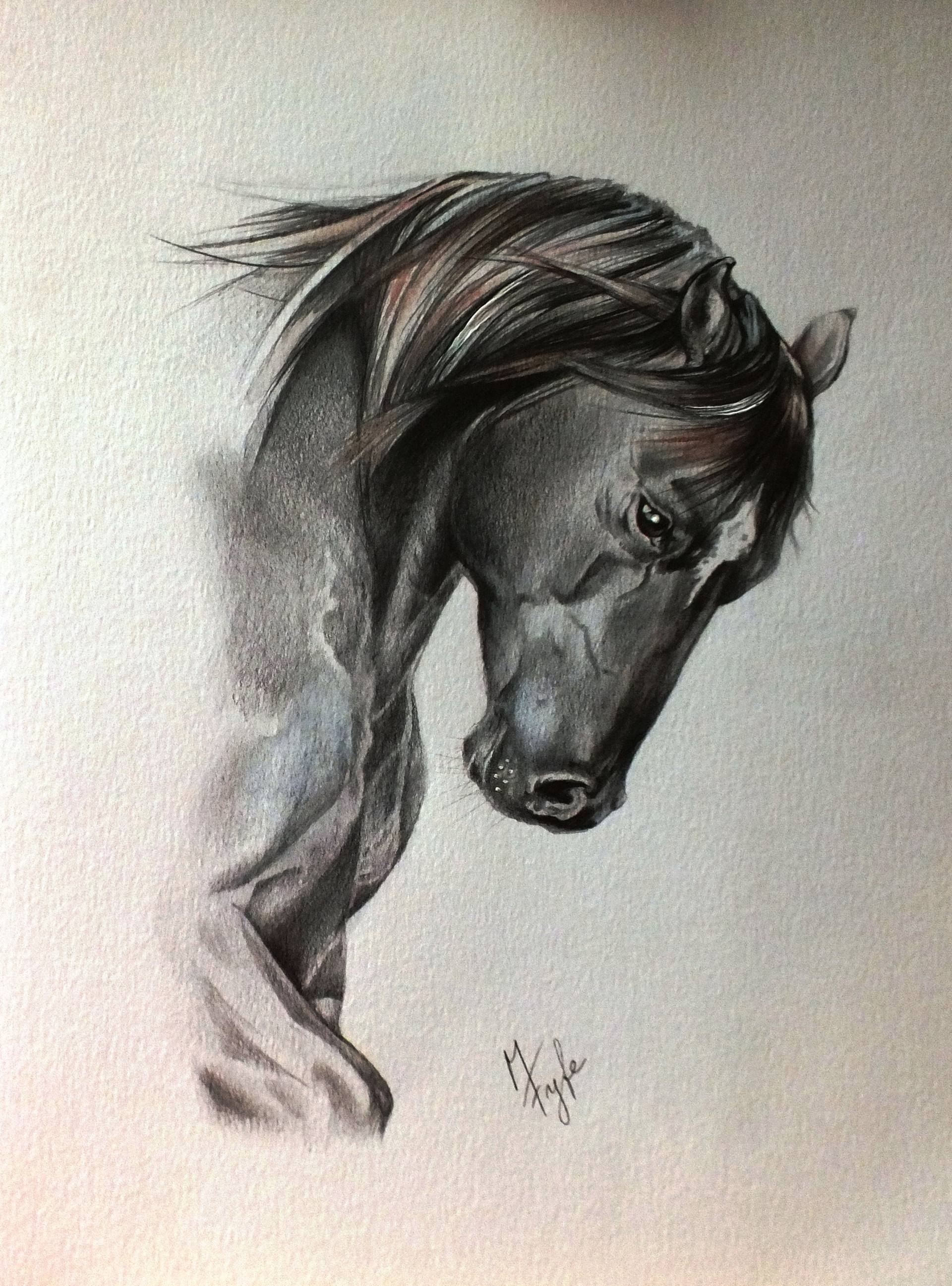 Quarter Horse Drawing at PaintingValley.com | Explore collection of ...