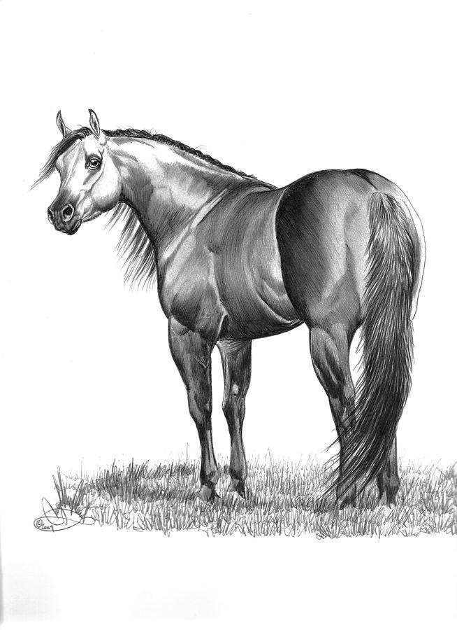 654x900 quarter horse drawing - Quarter Horse Drawing