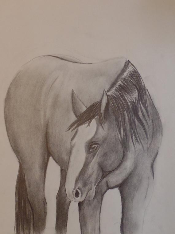 570x760 unframed quarter horse graphite etsy - Quarter Horse Drawing