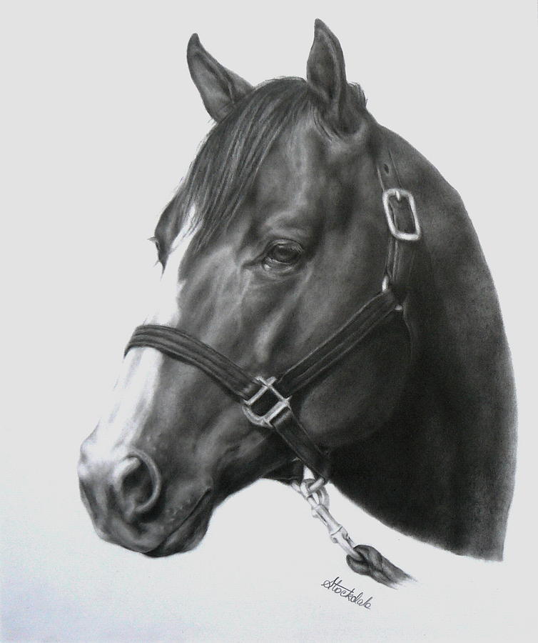 754x900 quarter horse portrait drawing - Quarter Horse Drawing