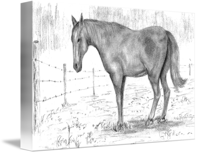 650x504 quarter horse - Quarter Horse Drawing