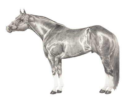 400x327 quarter horse drawing - Quarter Horse Drawing