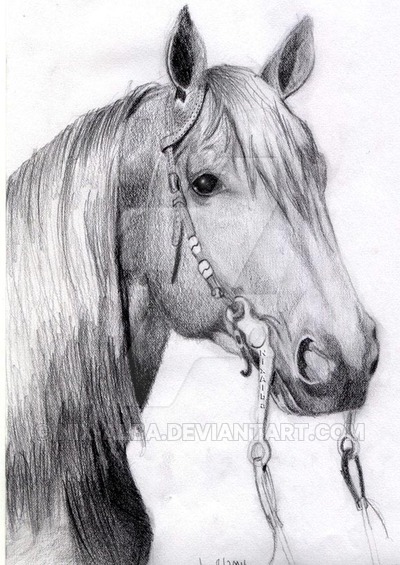 400x565 western quarter horse - Quarter Horse Drawing