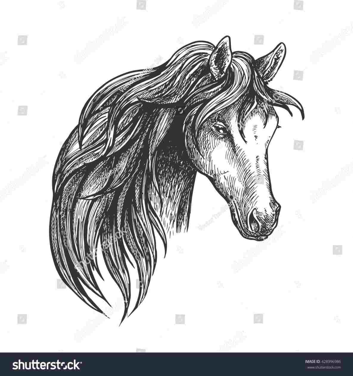 1185x1264  - Quarter Horse Drawing