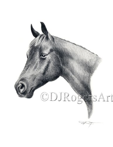 386x500 quarter horse pencil drawing art print - Quarter Horse Drawing