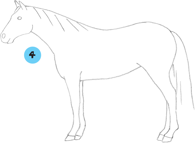 622x457 american quarter horse - Quarter Horse Drawing