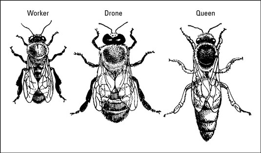535x313 how to identify the three castes of bees - Queen Bee Drawing