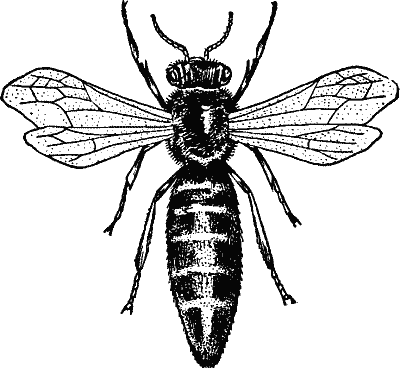 400x368 queen bee drawing - Queen Bee Drawing