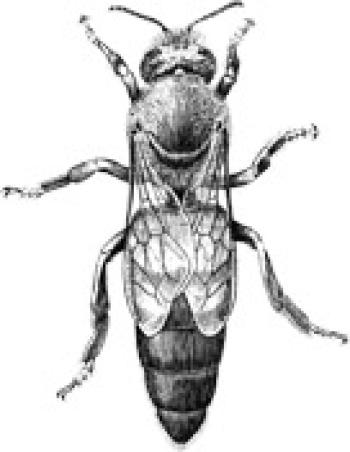 350x452 about honey bees - Queen Bee Drawing