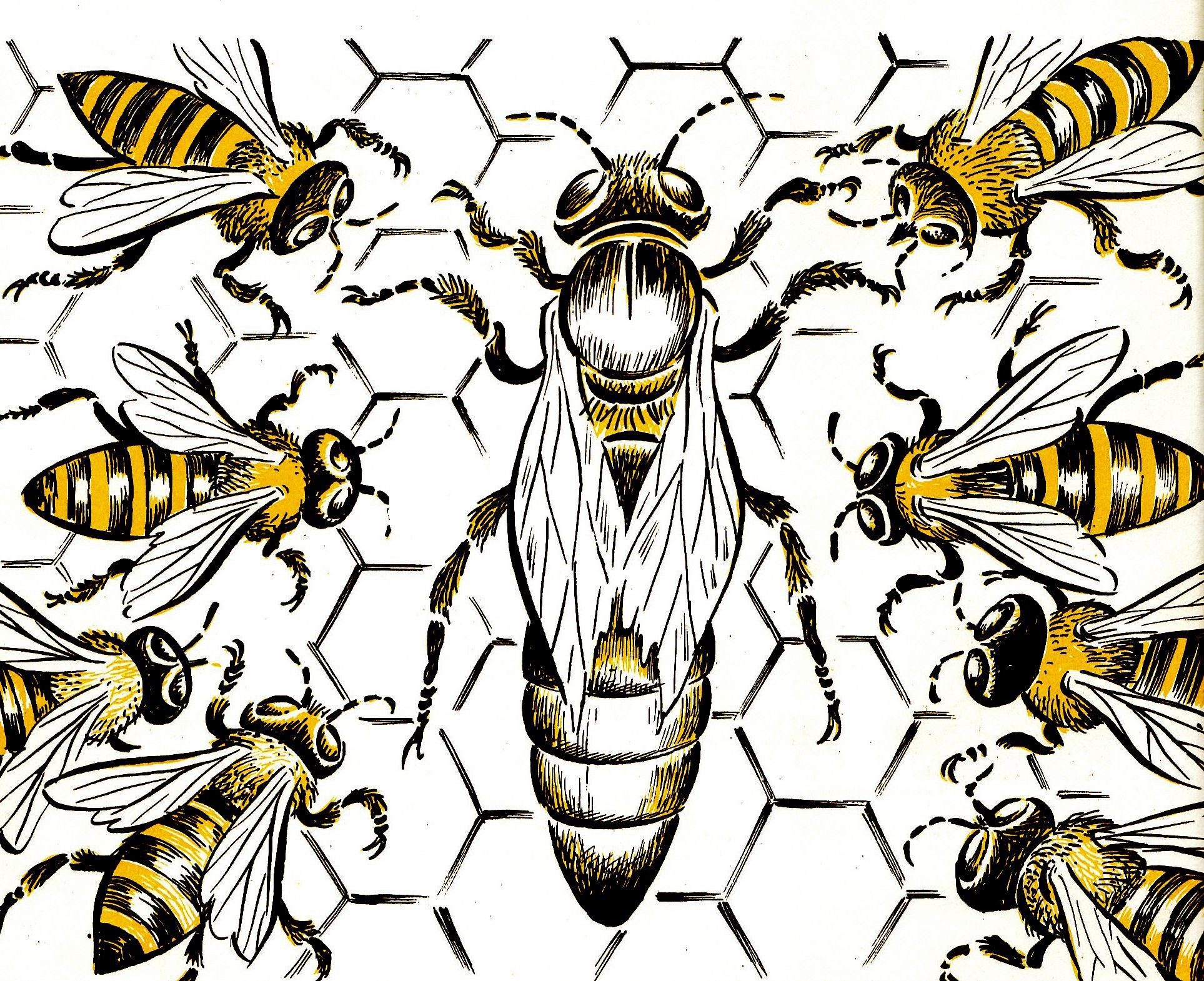 Queen Bee Drawing at Explore collection of Queen