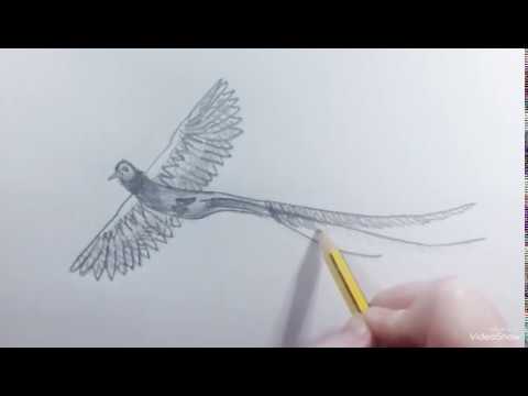 480x360 How To Draw A Bird Quetzal - Quetzal Bird Drawing