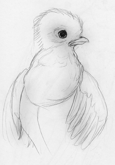 383x550  - Quetzal Bird Drawing