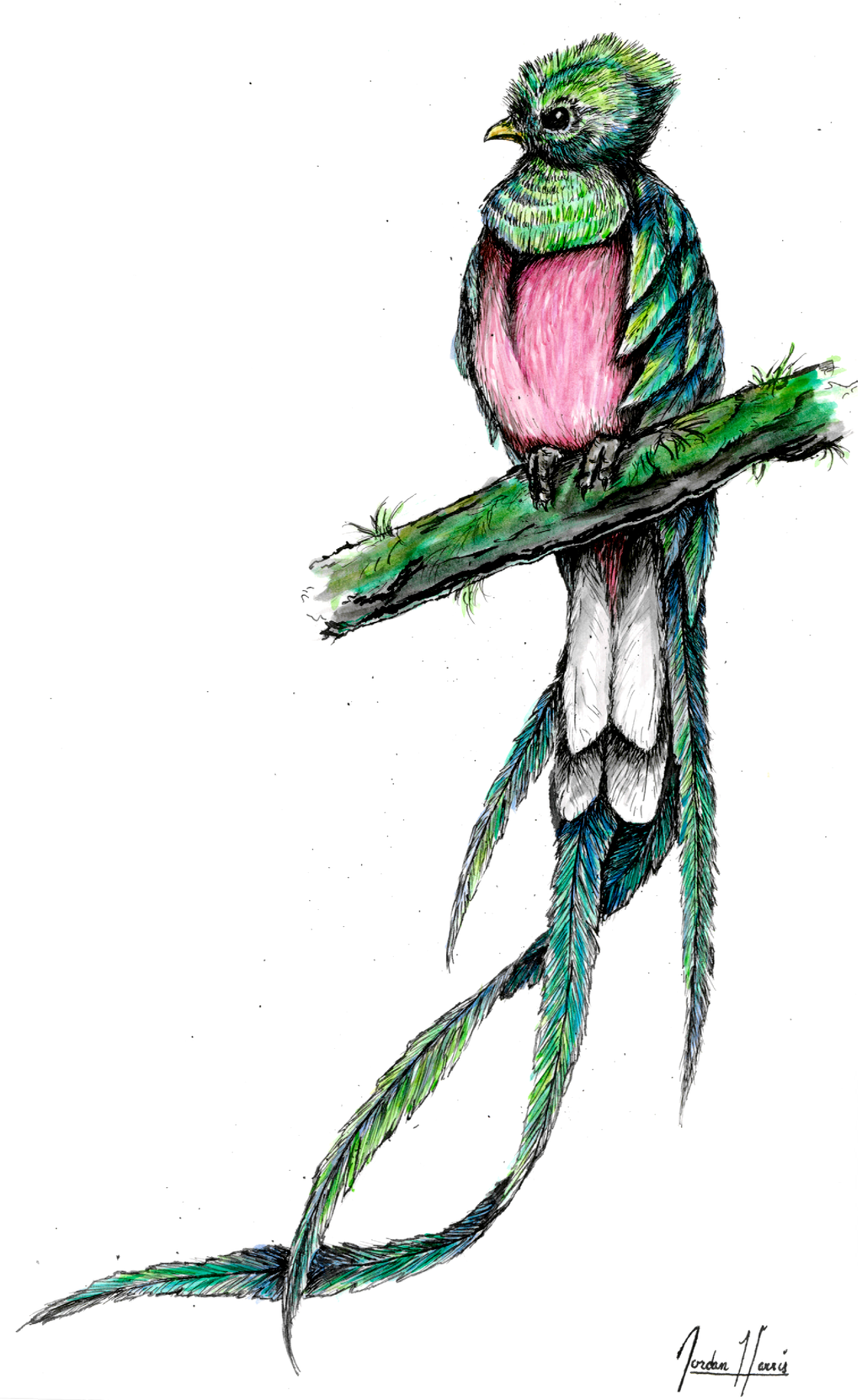 Quetzal Bird Drawing at Explore collection of