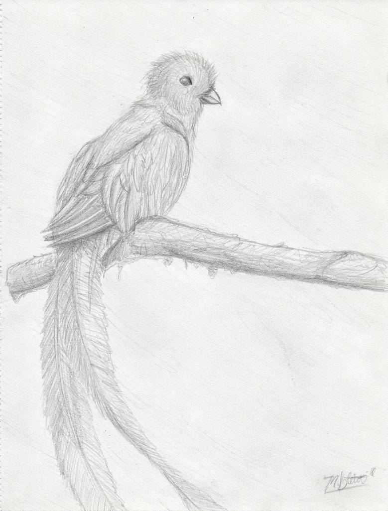 779x1026 Quetzal Bird - Quetzal Bird Drawing