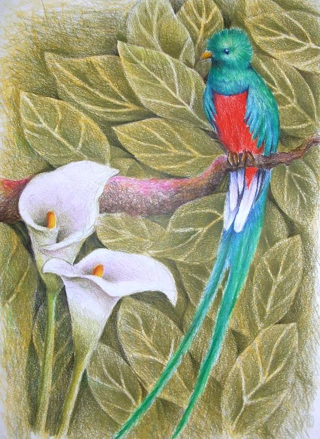 Quetzal Painting - Quetzal Bird Drawing. 