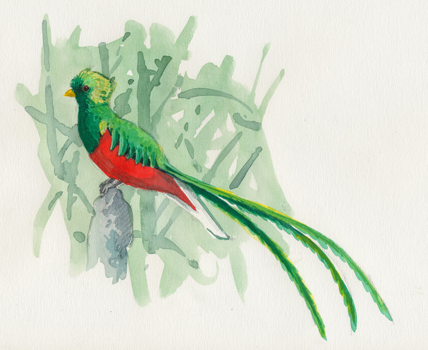 855x699 resplendent quetzal never a gull moment - Quetzal Bird Drawing.