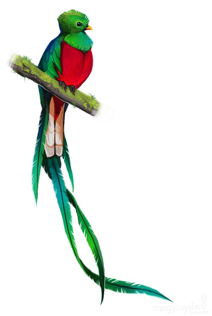 70 Free Quetzal Tattoo Design Idea Tattoo Photos