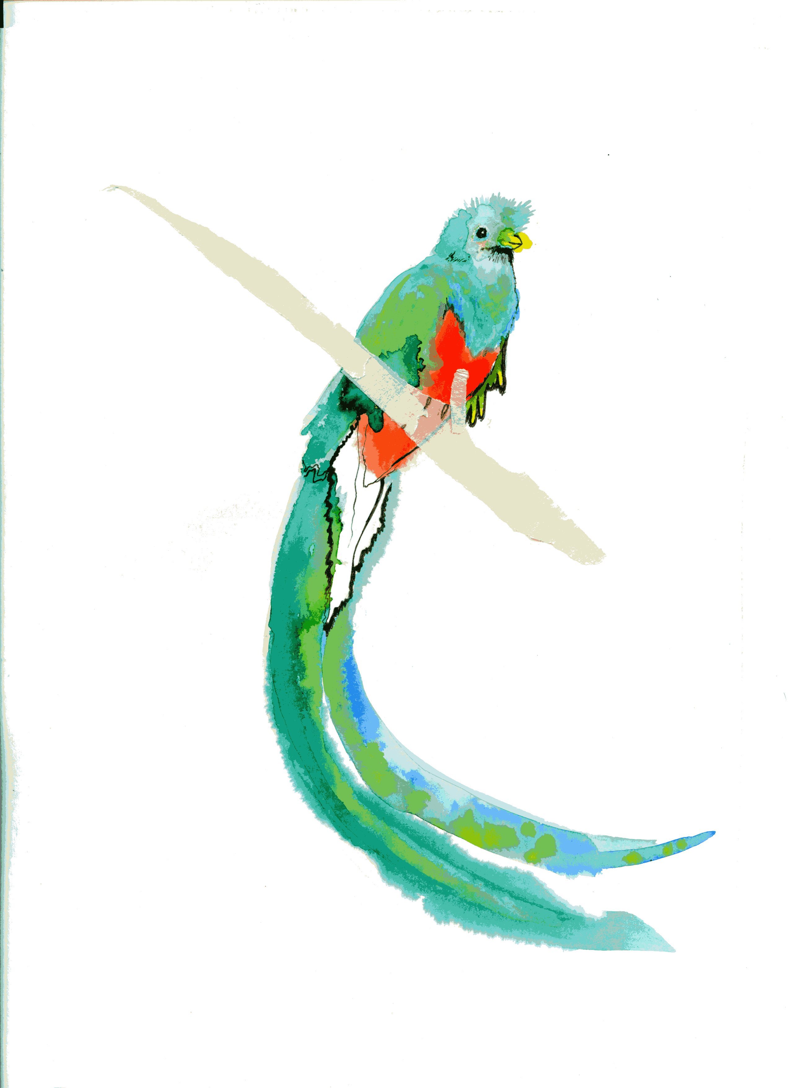 Quetzal Bird Drawing at PaintingValley.com | Explore collection of