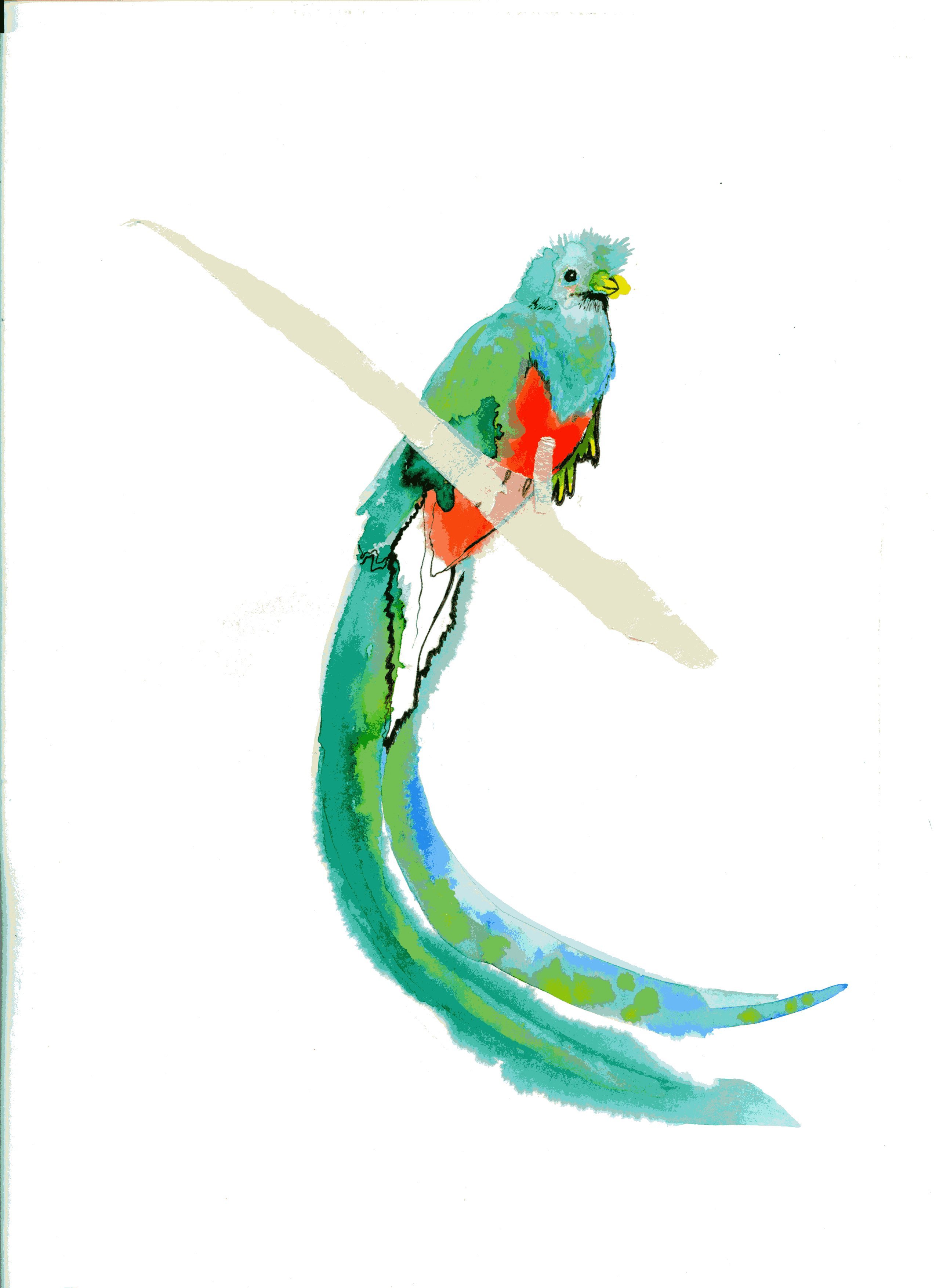 Quetzal Bird Drawing At PaintingValley Explore Collection Of 