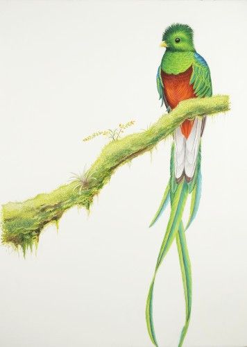 70 Free Quetzal Tattoo Design Idea Tattoo Photos