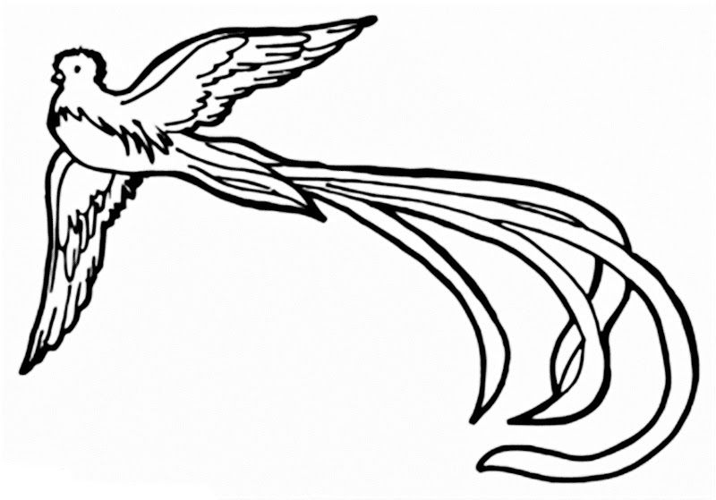 800x559 Mayan Drawing Quetzal For Free Download - Quetzal Bird Drawing
