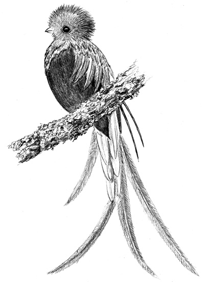409x550 Bird Watcher's General Store - Quetzal Bird Drawing