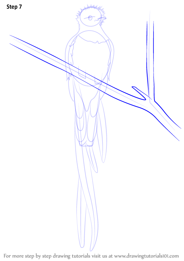 598x844 Learn How To Draw A Resplendent Quetzal - Quetzal Drawing