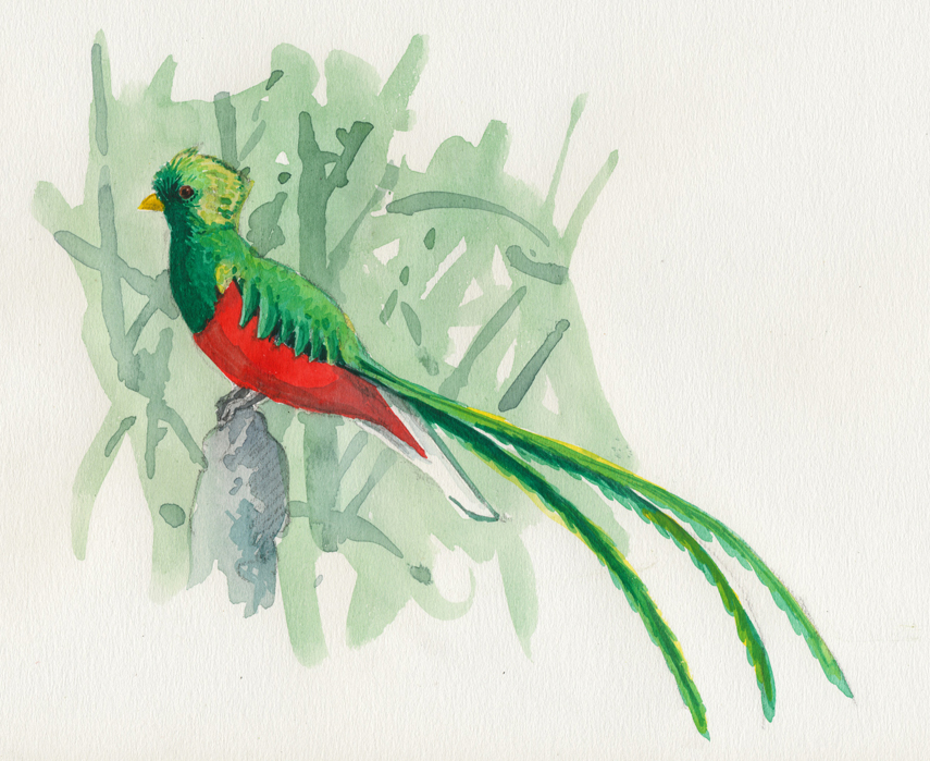 855x699 Pictures Of Resplendent Quetzal Drawing - Quetzal Drawing