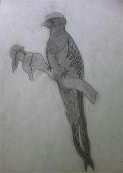 250x350 Quetzal Drawing - Quetzal Drawing