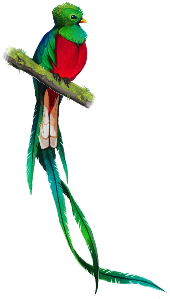 592x1040 Quetzal Drawing Art Drawing Skill - Quetzal Drawing