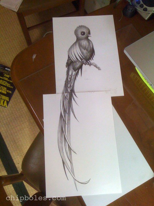 540x720 quetzal drawing tattoo ideas quetzal tattoo, tattoo designs - Quetzal Drawing
