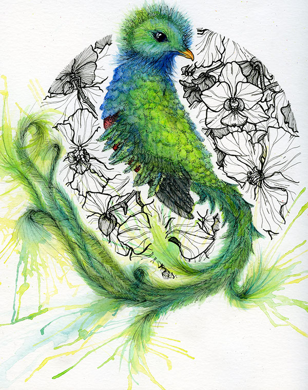 600x758 Quetzal On Behance - Quetzal Drawing