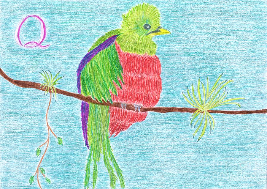 900x636 Queza The Quetzal Drawing - Quetzal Drawing