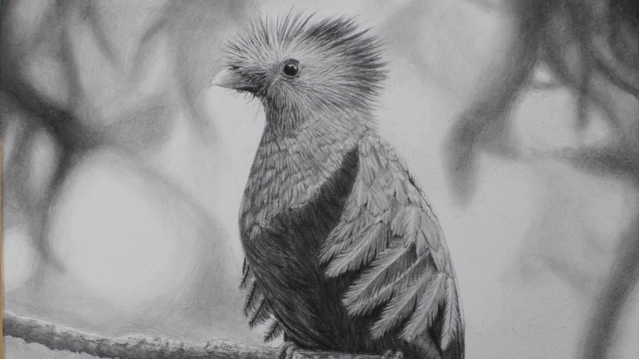 1280x720 resplendent quetzal drawing photorealistic time lapse - Quetzal Drawing
