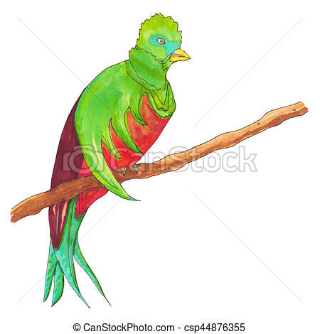 450x470 Resplendent Quetzal Quetzal Bird On A Branch Hand Drawn - Quetzal Drawing
