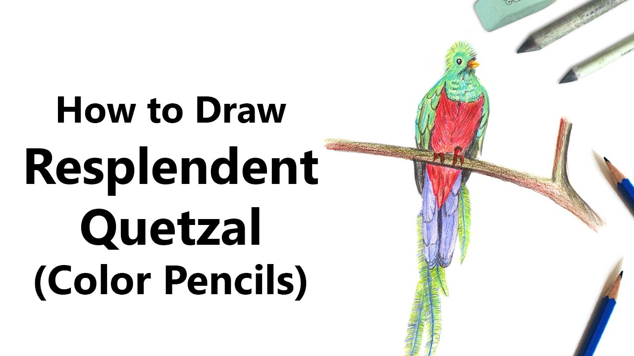 1280x720 How To Draw A Resplendent Quetzal With Color Pencils - Quetzal Drawing