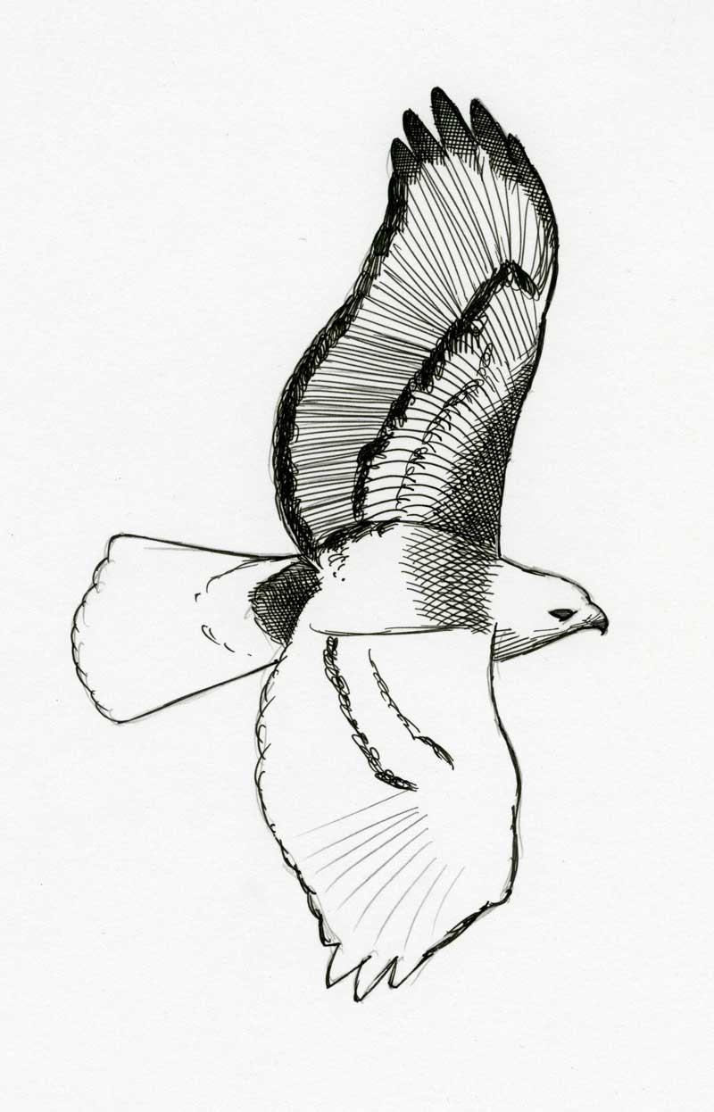 800x1246 quill drawing pen and ink for free download - Quill And Ink Drawing