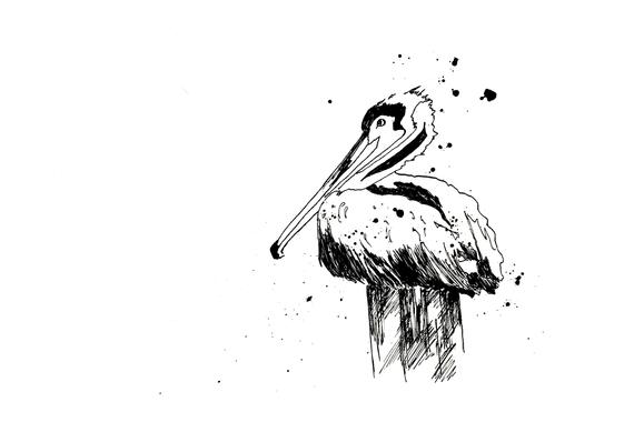 570x380 st pete pelican ink sketch ink drawing pen and ink black etsy - Quill And Ink Drawing