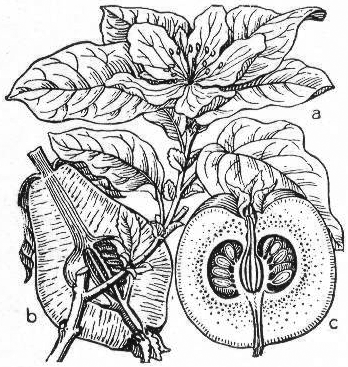 348x367 Filequince Drawing - Quince Drawing