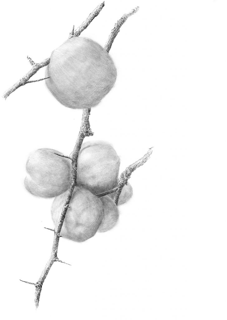 727x1024 fruits of drawing ep prints and research - Quince Drawing