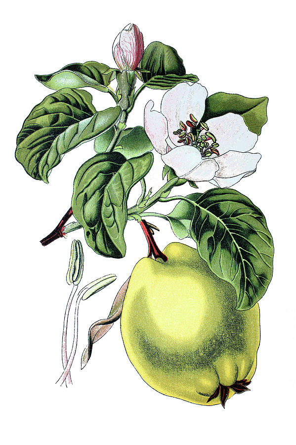 Quince Drawing at Explore collection of Quince Drawing