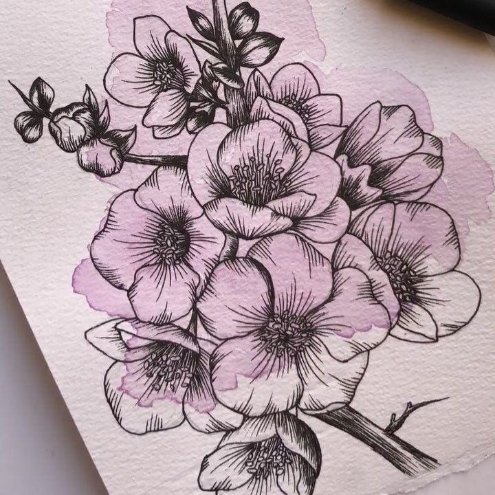 720x720 quince  yesterdays flowers are todays dreams - Quince Drawing