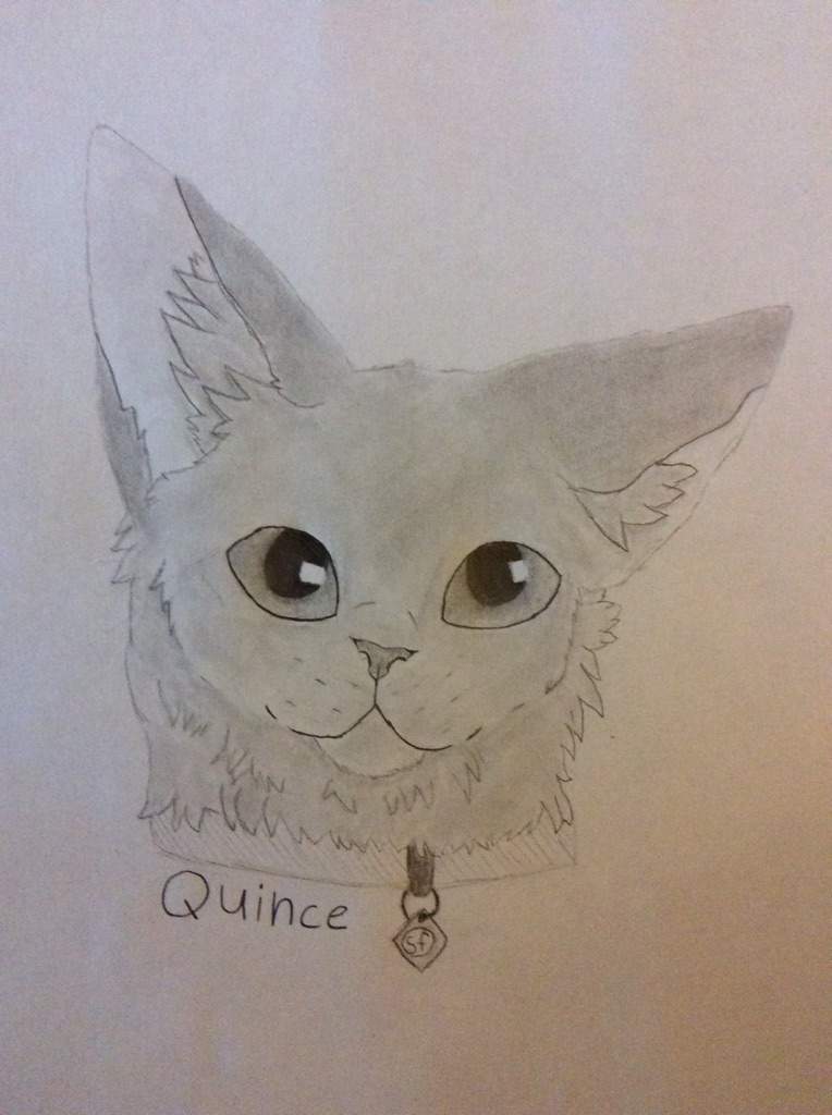 764x1024 quince drawing warriors amino - Quince Drawing